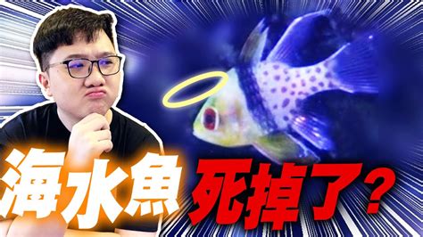 魚死掉要撈起來嗎|魚缸魚死了要換水嗎，怎麼給魚缸換水